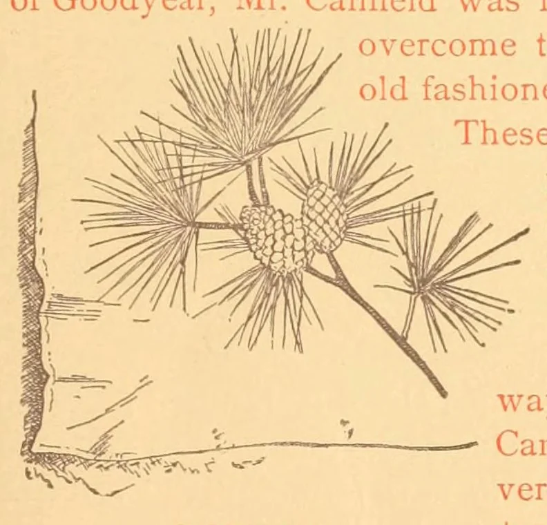 An illustration from Prospectus of the Canfield competitive art-needle-work exhibit. 2d annual display. 1887, 1887, leaf 21