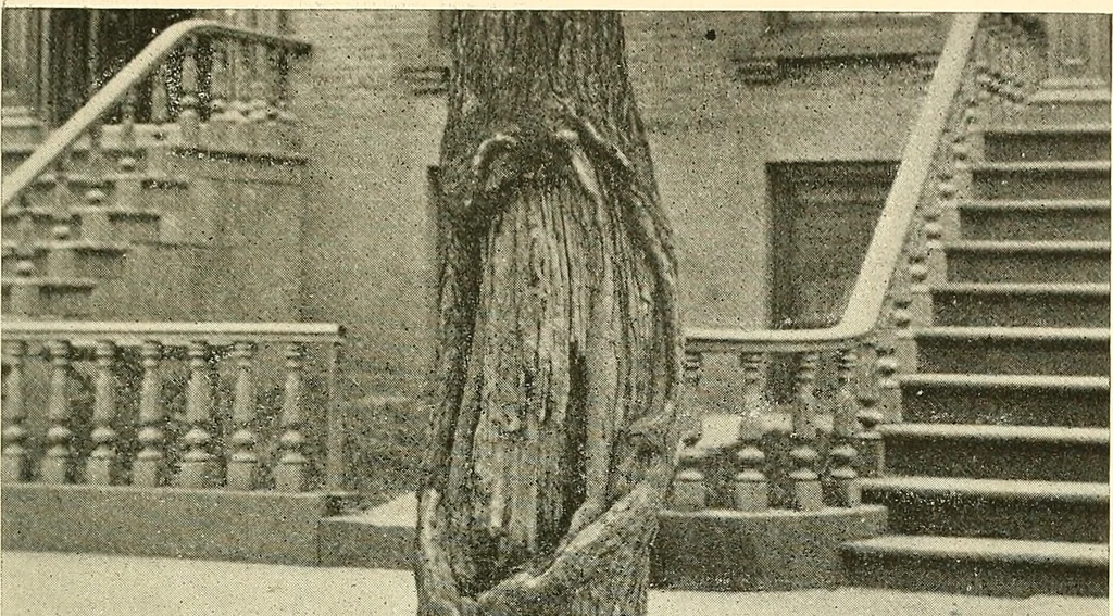 An illustration from Protection of shade trees in cities and towns, 1900, leaf 34
