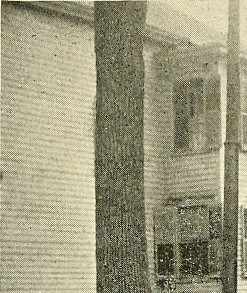 An illustration from Protection of shade trees in cities and towns, 1900, leaf 36