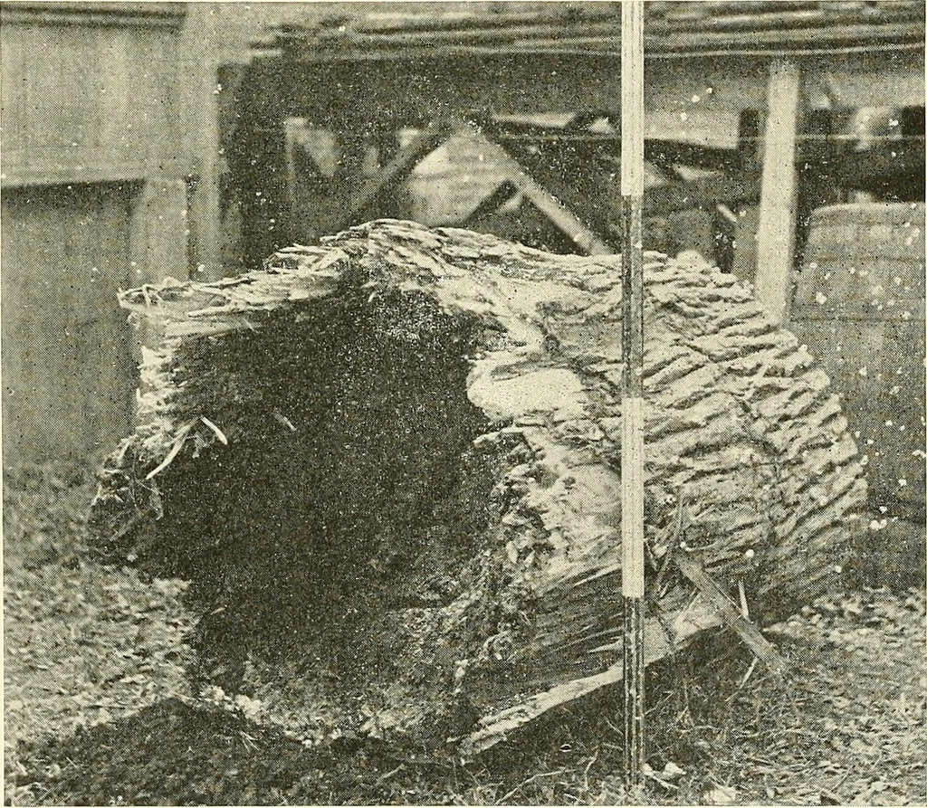 An illustration from Protection of shade trees in cities and towns, 1900, leaf 36