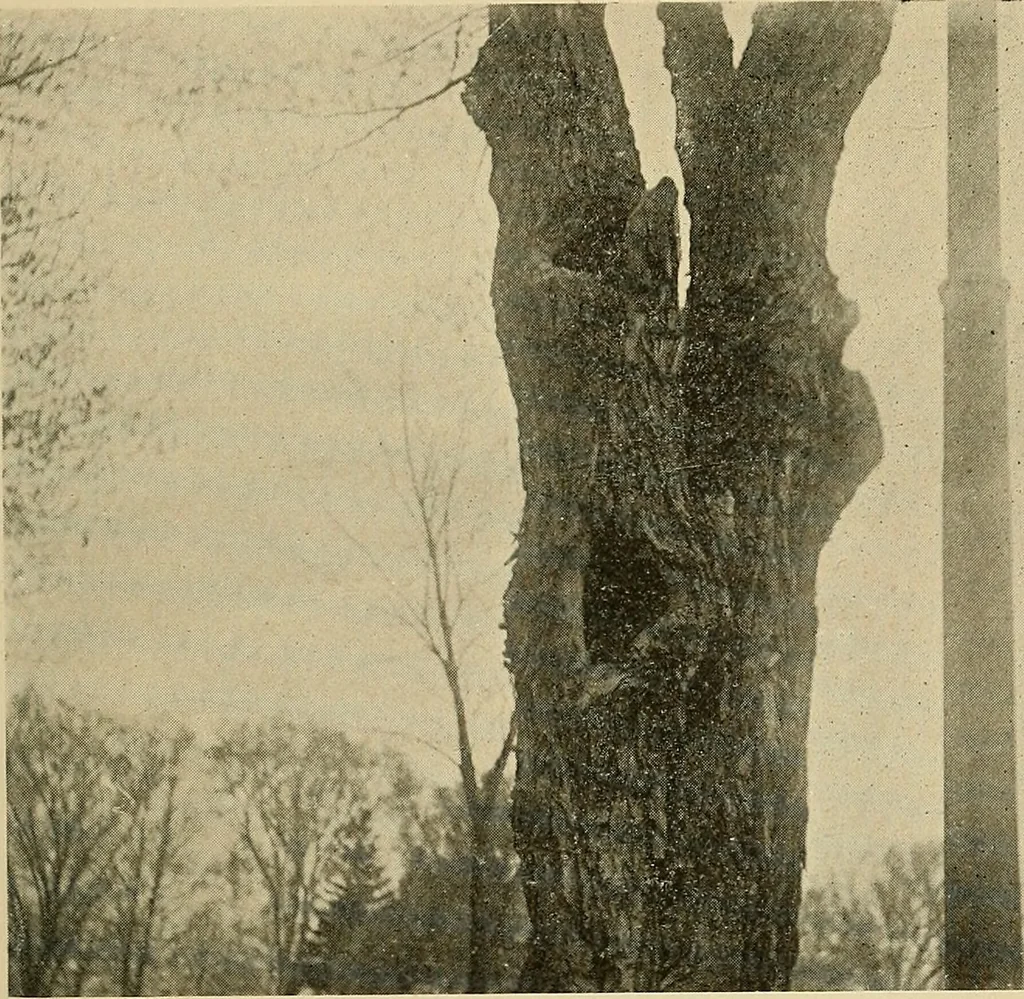 An illustration from Protection of shade trees in cities and towns, 1900, leaf 38
