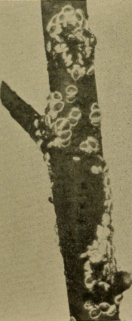An illustration from Protection of shade trees in cities and towns, 1900, leaf 38