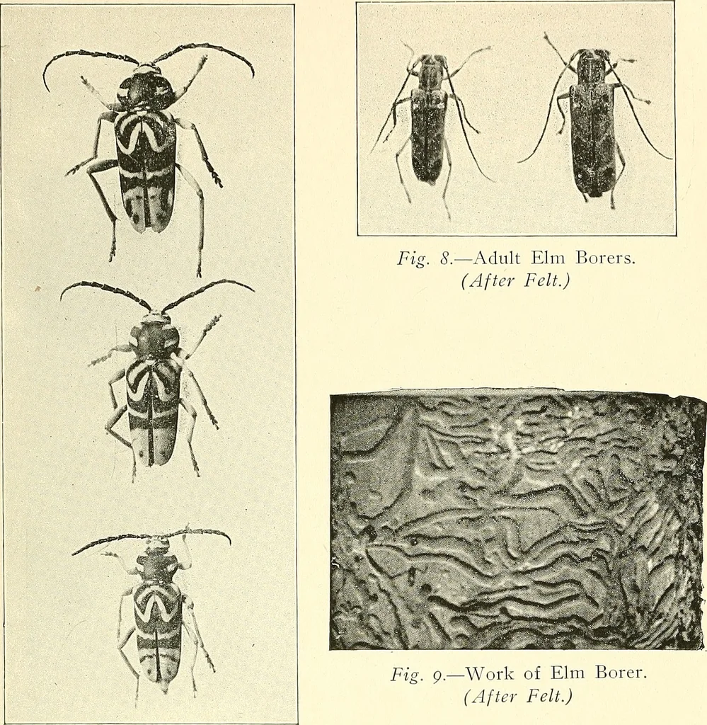 An illustration from Protection of shade trees in cities and towns, 1900, leaf 40