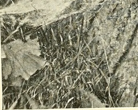 An illustration from Protection of shade trees in cities and towns, 1900, leaf 40