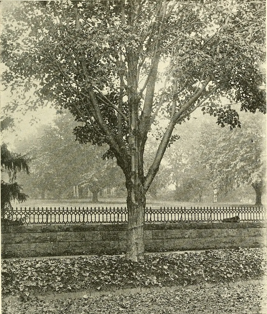 An illustration from Protection of shade trees in cities and towns, 1900, leaf 42