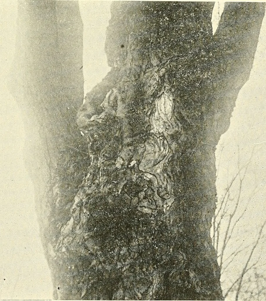 An illustration from Protection of shade trees in cities and towns, 1900, leaf 44