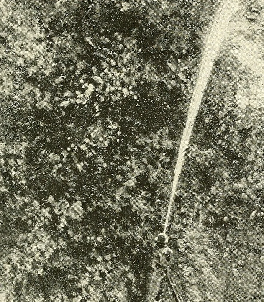 An illustration from Protection of shade trees in cities and towns, 1900, leaf 46
