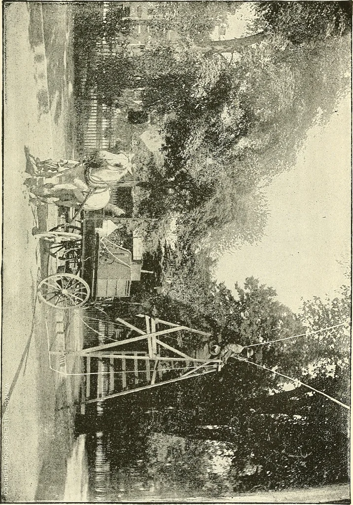An illustration from Protection of shade trees in cities and towns, 1900, leaf 48