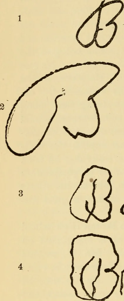 An illustration from The psychology of suggestion; a research into the subconscious nature of man and society, 1898, leaf 213