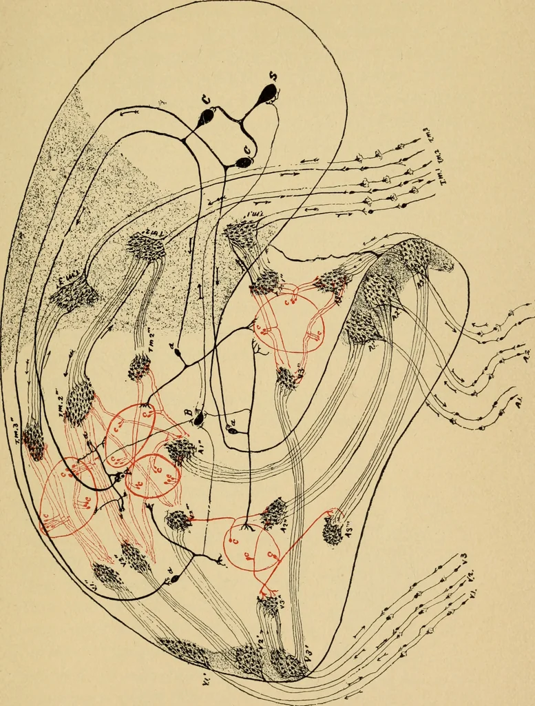 An illustration from The psychology of suggestion; a research into the subconscious nature of man and society, 1898, leaf 246