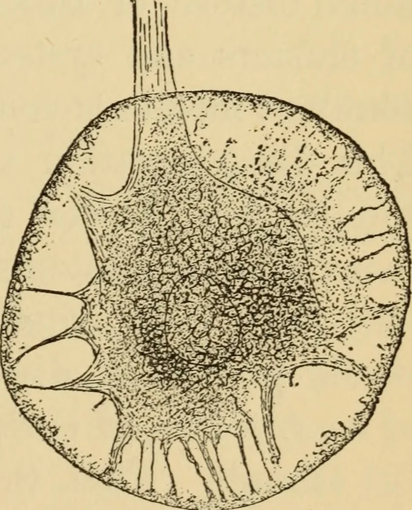 An illustration from The psychology of suggestion; a research into the subconscious nature of man and society, 1898, leaf 248