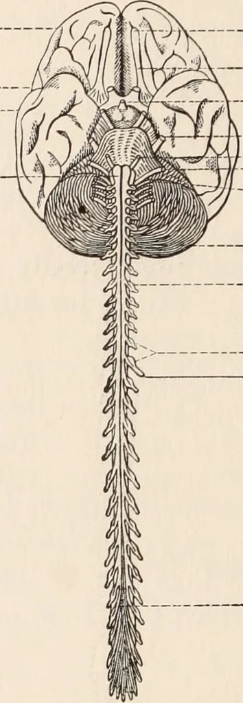 An illustration from Psychotherapy; a course of reading in sound psychology, sound medicine and sound religion., 1908, leaf 181