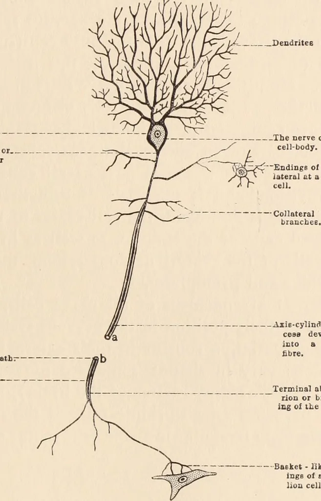 An illustration from Psychotherapy; a course of reading in sound psychology, sound medicine and sound religion., 1908, leaf 186