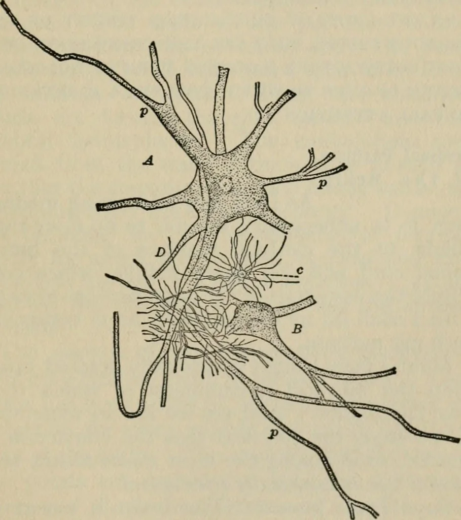 An illustration from Psycho-therapy in the practice of medicine and surgery, 1907, leaf 74