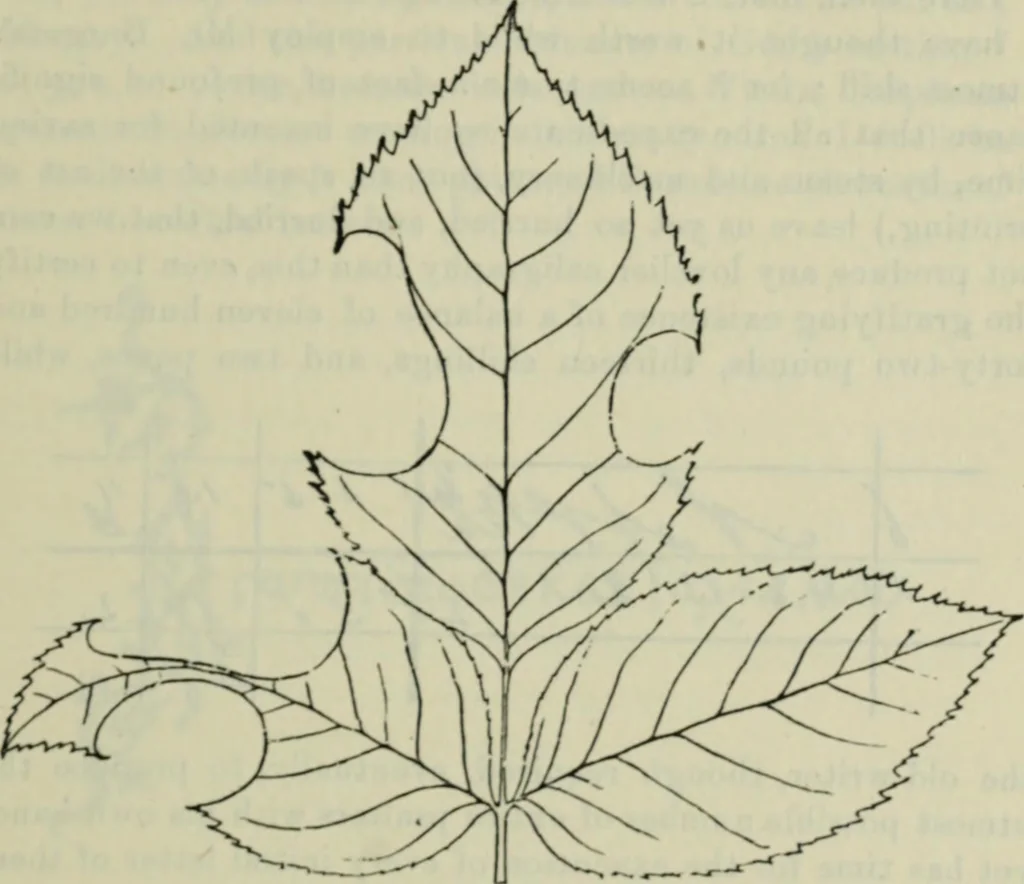 An illustration from Fors clavigera. Letters to the workmen and labourers of Great Britain, 1900, leaf 108
