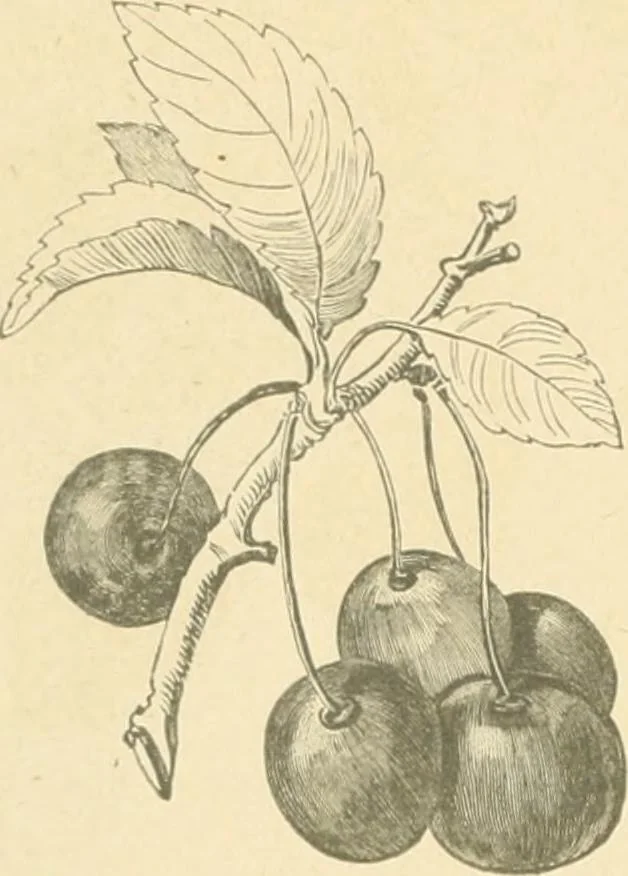 An illustration from Public school drawing course : (no. 5, junior fourth), 1892, leaf 11