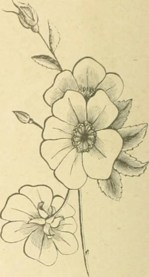 An illustration from Public school drawing course : (no. 5, junior fourth), 1892, leaf 11