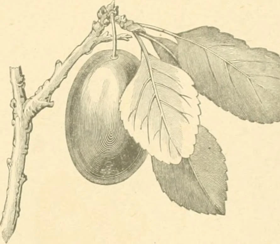 An illustration from Public school drawing course : (no. 5, junior fourth), 1892, leaf 12