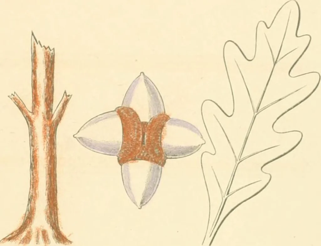 An illustration from Public school drawing course : (no. 5, junior fourth), 1892, leaf 4