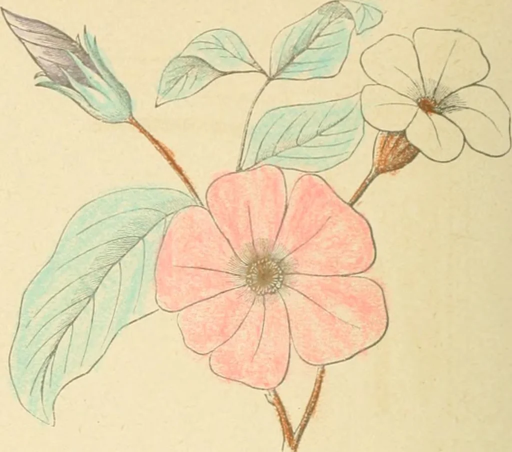 An illustration from Public school drawing course : (no. 5, junior fourth), 1892, leaf 9