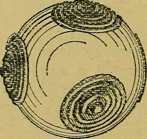 An illustration from Puzzles old and new, 1893, leaf 65