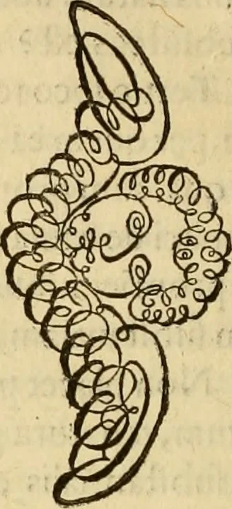 An illustration from Quaestiones definitae ex triplici philosophia : rationali, naturali, morali : in Parmensi Academia publicè triduum disputae, 1613, leaf 329