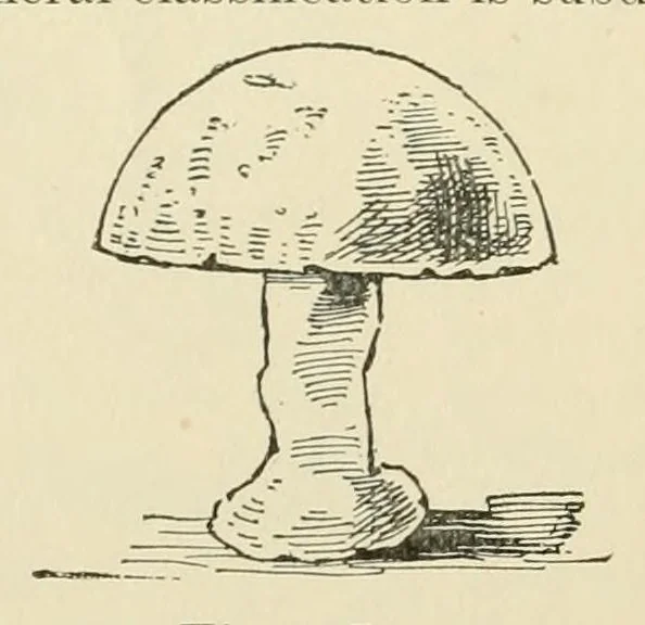 An illustration from Quarter century edition of The paradise of childhood. A practical guide to kindergartners, 1896, leaf 290