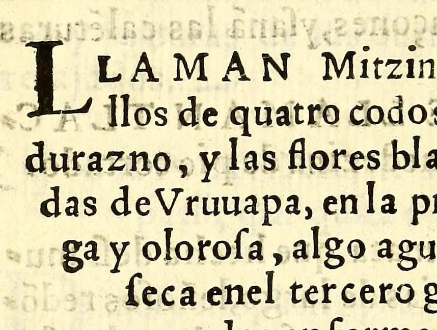 An illustration from Quatro libros. De la naturaleza, y virtudes de las plantas, y animales que estan receuidos en el vso de medicina en la Nueua España, y la methodo, y correccion, y preparacion, que para administrallas se requiere con lo que el doctor Francisco Hernandez escriuio en lengua latina. : Muy vtil para todo genero de gente q[ue] viue en esta[n]cias y pueblos, de no ay medicos, ni botica., 1615, leaf 158