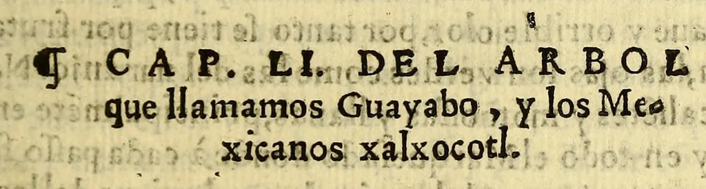 An illustration from Quatro libros. De la naturaleza, y virtudes de las plantas, y animales que estan receuidos en el vso de medicina en la Nueua España, y la methodo, y correccion, y preparacion, que para administrallas se requiere con lo que el doctor Francisco Hernandez escriuio en lengua latina. : Muy vtil para todo genero de gente q[ue] viue en esta[n]cias y pueblos, de no ay medicos, ni botica., 1615, leaf 91