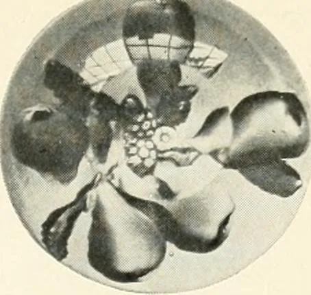 An illustration from The quest of the quaint, 1916, leaf 278