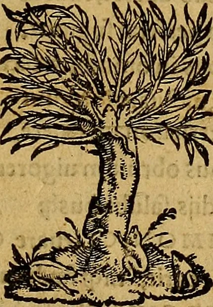 An illustration from Quinti Sereni Sammonici poetae De re medica siue morborum curationibus liber tum elegans tum humanae saluti perquàm utilis, & diligenter emendatus : item Gabrielis Humelbergii ... in Q. Sereni librum medicinalem, commentarij, 1540, leaf 6