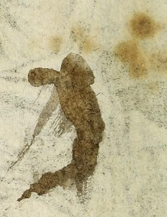 An illustration from Qvatre relations historiqves, 1673, leaf 8