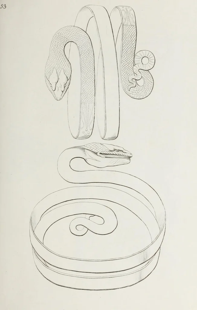 An illustration from Raccolta de' piu belli ed interessanti dipinti, musaici ed altri monumenti rinvenuti negli scavi di Ercolano, di Pompei, e di Stabia, che ammiransi nel Museo nazionale.., 1876, leaf 112