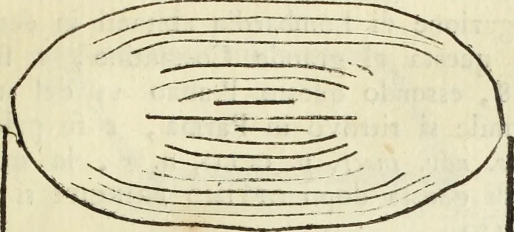 An illustration from Raccolta di diverse antiche inscrizioni e medaglie epitalamiche : ritrovate negli stati di S.S.R.M. il Re di Sardegna : e due dissertazioni sopra un antico turibolo, e campanello, 1781, leaf 72