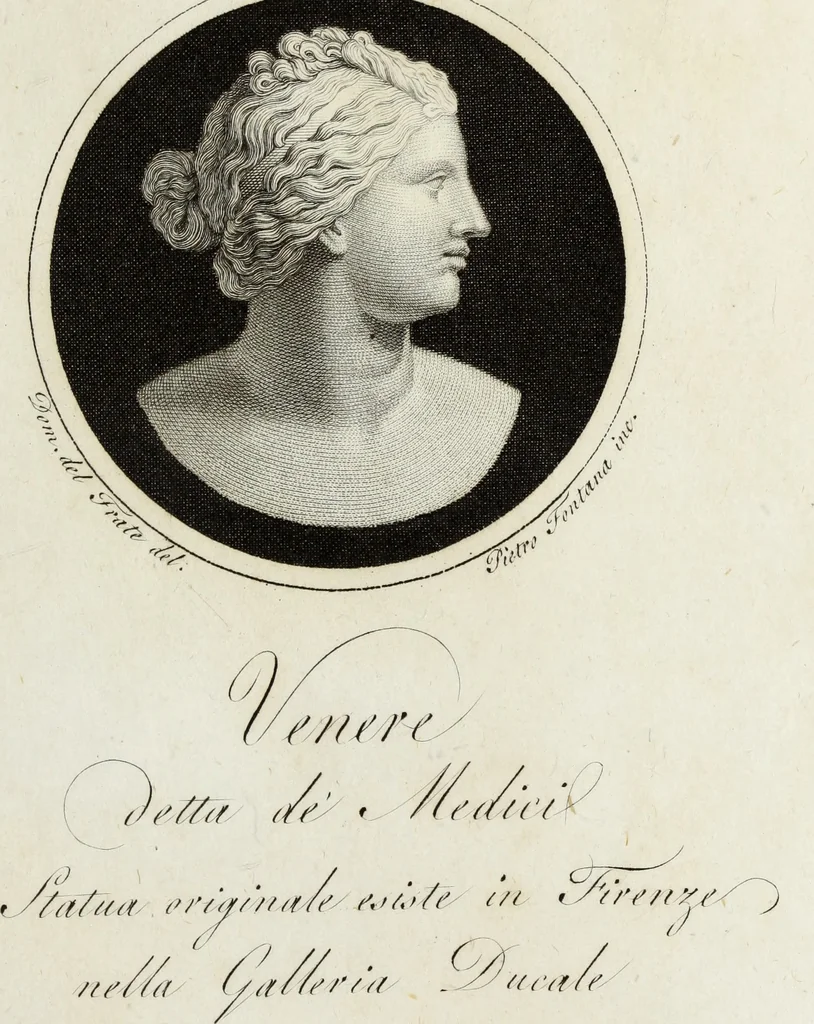 An illustration from Raccolta di dodici busti cavati dalle antiche statue originali : e sono l'Apollo citaredo colle muse, e l'Apollo detto di Belvedere, queste si ammirano nel Museo Pio-Clementino, la Venere de Medici, nel Museo ducale in Firenze, 1794, leaf 28