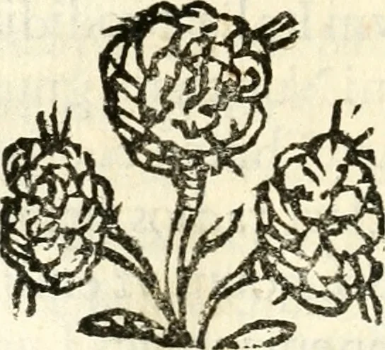 An illustration from Racconto dell'esequie fatte in Cremona all'eminentissimo signor cardinale Pietro Campori, vescouo d'essa città, 1643, leaf 39