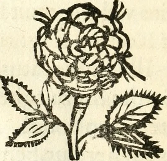 An illustration from Racconto dell'esequie fatte in Cremona all'eminentissimo signor cardinale Pietro Campori, vescouo d'essa città, 1643, leaf 45