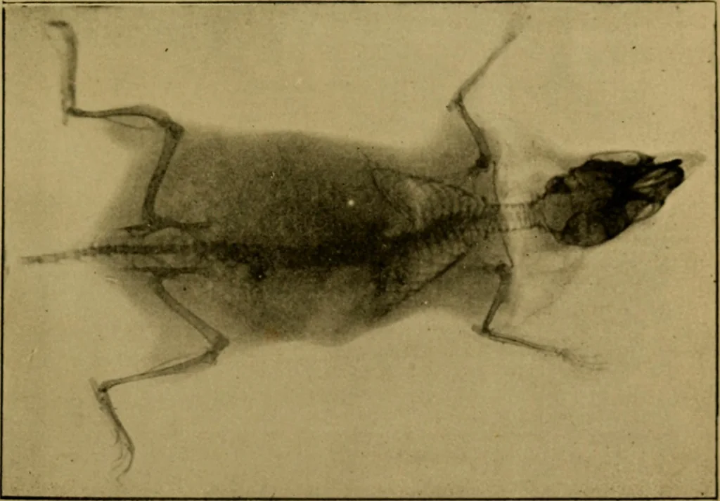 An illustration from Radiography and the 'X' rays in practice and theory : with constructional manipulatory details, 1898, leaf 200