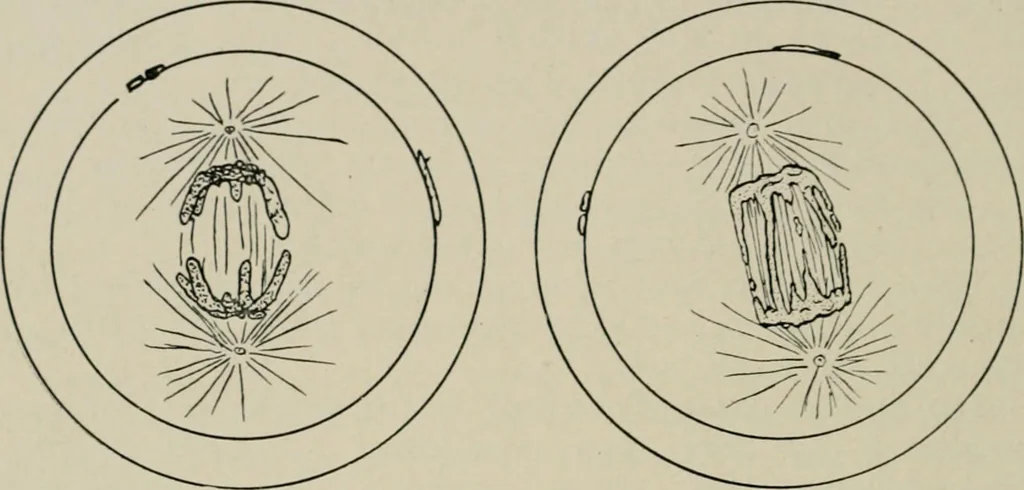 An illustration from Radium, X rays and the living cell, 1915, leaf 135