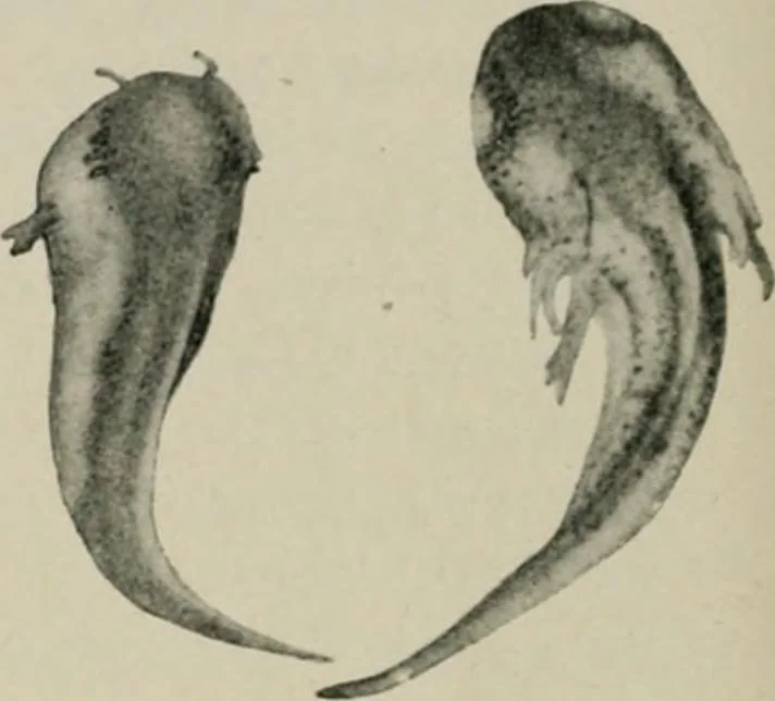 An illustration from Radium, X rays and the living cell, 1915, leaf 141