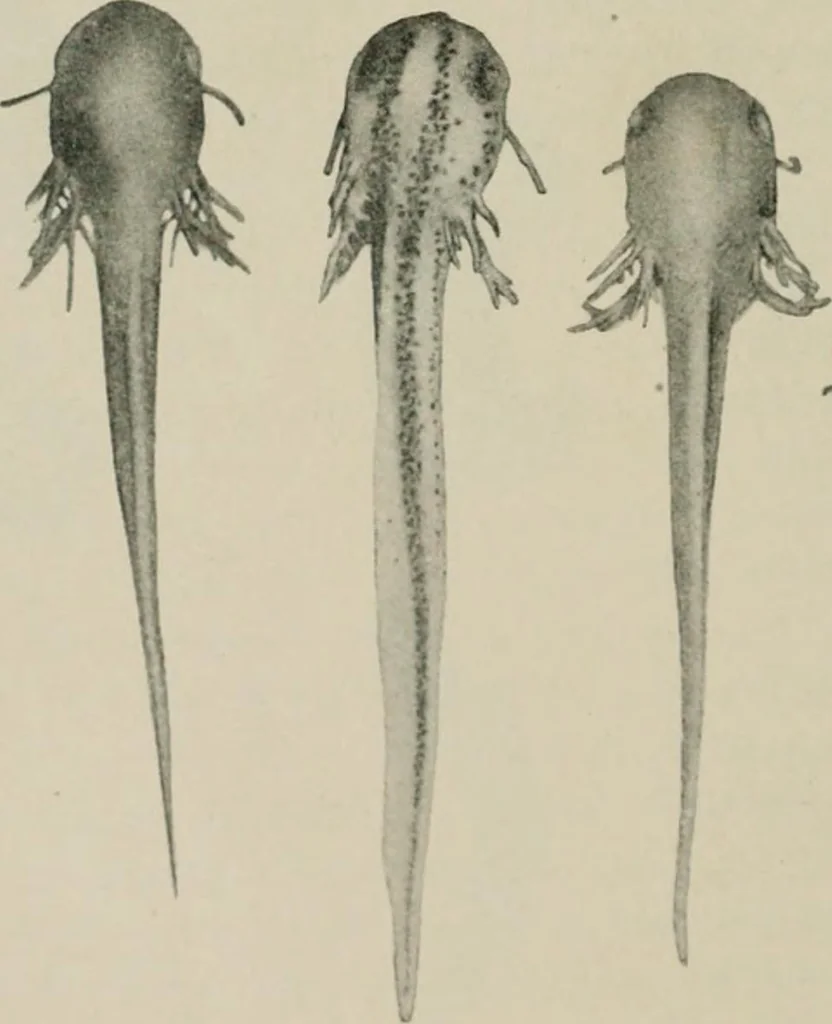 An illustration from Radium, X rays and the living cell, 1915, leaf 141