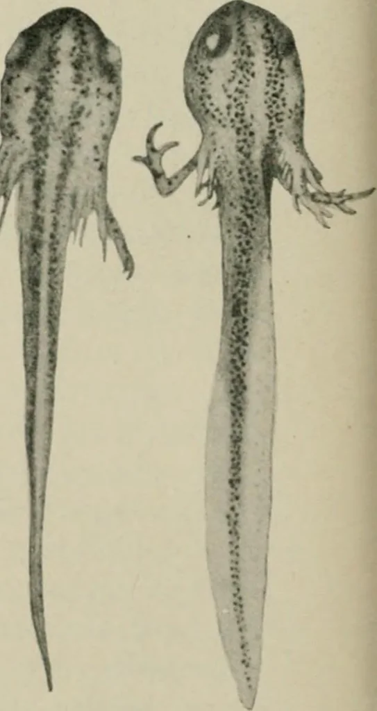 An illustration from Radium, X rays and the living cell, 1915, leaf 141