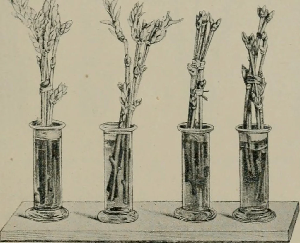 An illustration from Radium, X rays and the living cell, 1915, leaf 154