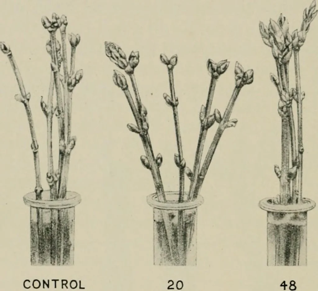 An illustration from Radium, X rays and the living cell, 1915, leaf 155