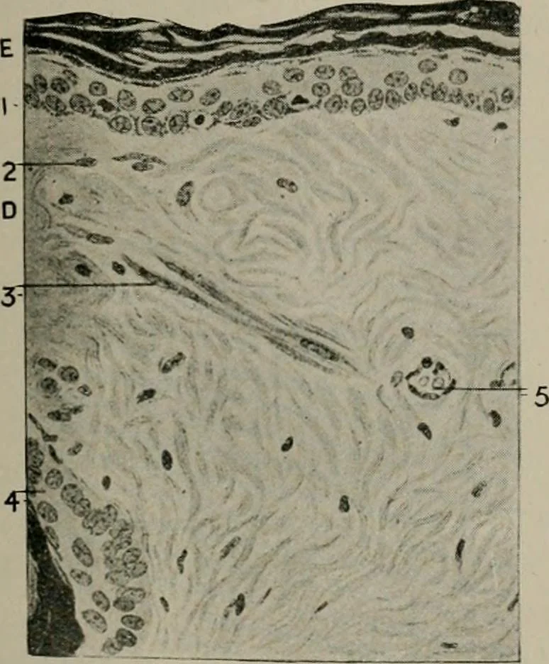 An illustration from Radium, X rays and the living cell, 1915, leaf 176