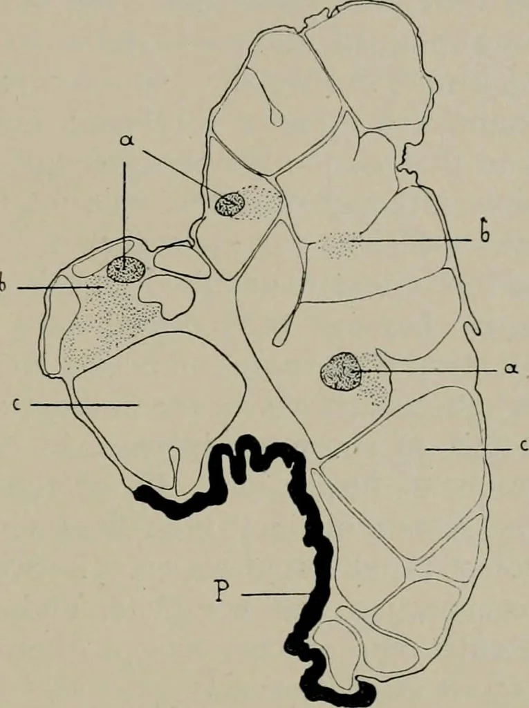 An illustration from Radium, X rays and the living cell, 1915, leaf 228