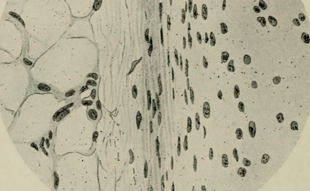 An illustration from Radium, X rays and the living cell, 1915, leaf 251