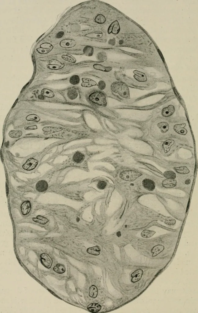 An illustration from Radium, X rays and the living cell, 1915, leaf 261