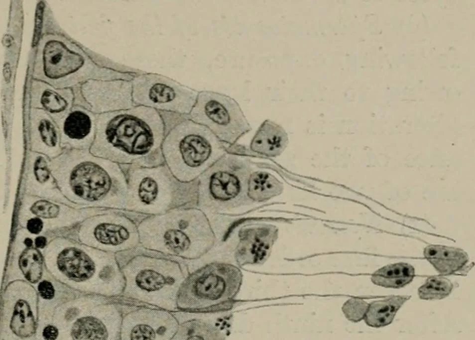 An illustration from Radium, X rays and the living cell, 1915, leaf 262