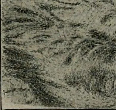 An illustration from Radium, X rays and the living cell, 1915, leaf 282